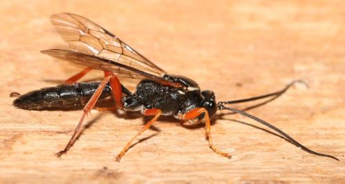 Réf. 335 355 : Coelichneumon rudis